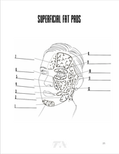 Load image into Gallery viewer, Color Me Injected - Facial Anatomy Coloring Book for Injectors