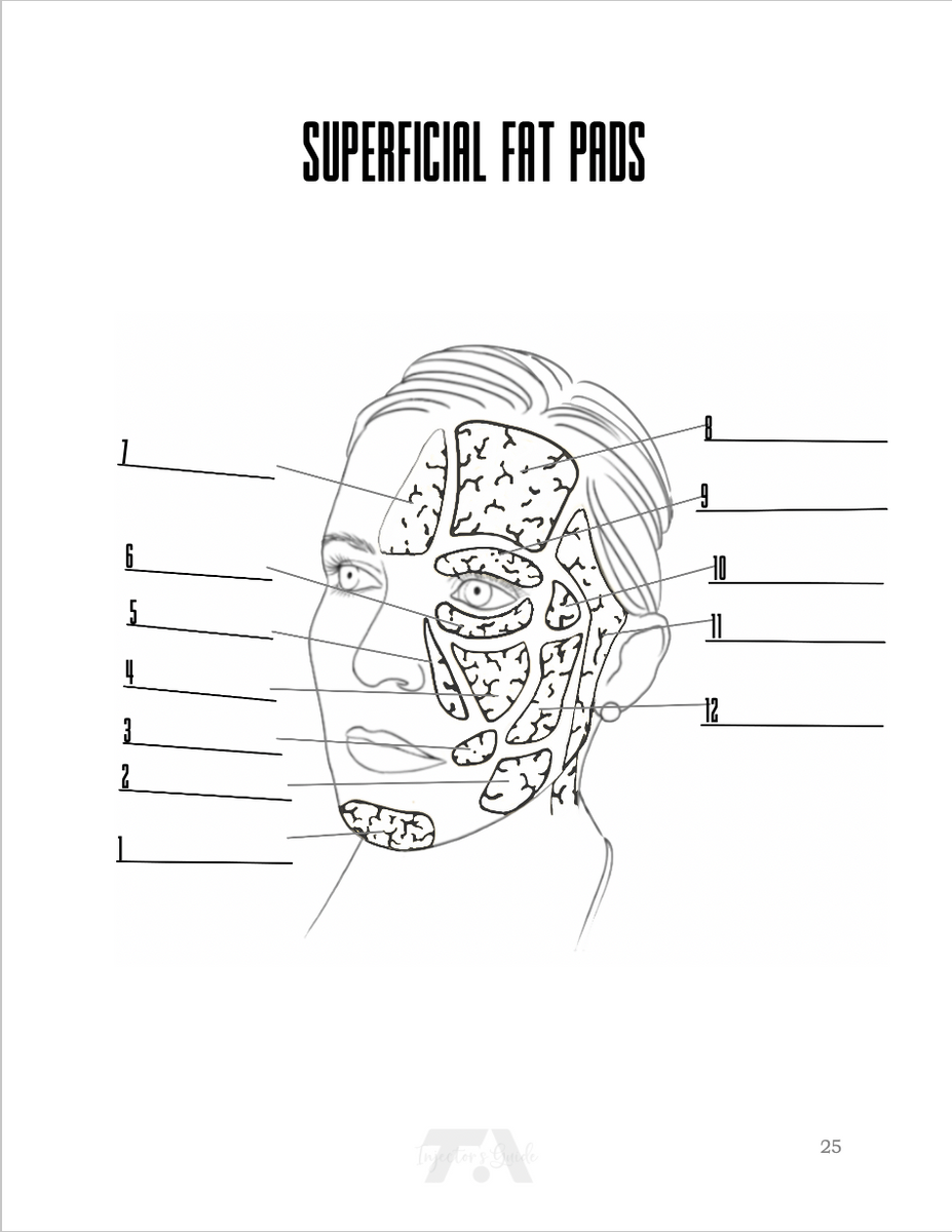 Color Me Injected Facial Anatomy Coloring Book for Injectors