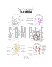 Load image into Gallery viewer, Facial Anatomy Erasable Learning Guide