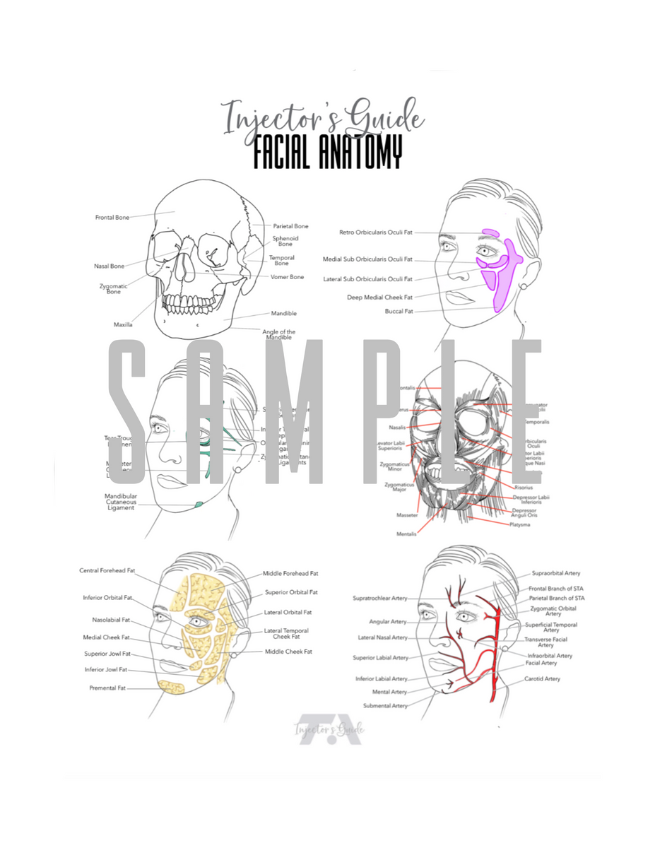 Facial Anatomy Erasable Learning Guide Injector’s Guide